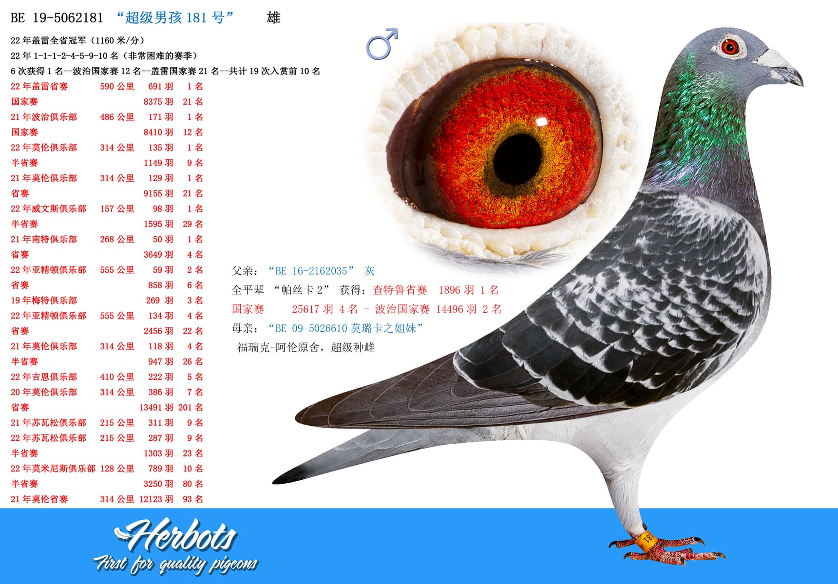 pigeon: undefined