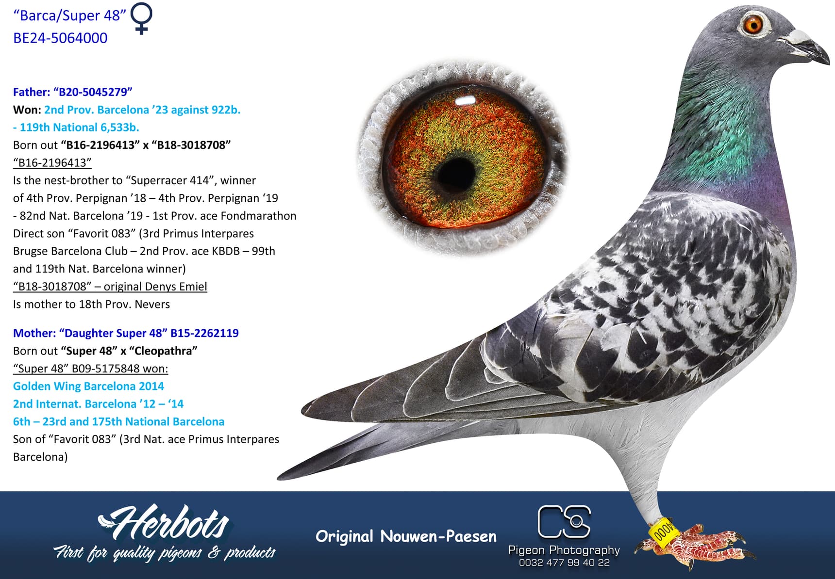 pigeon: undefined