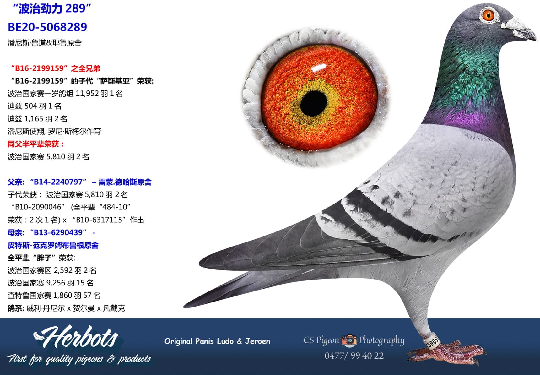 pigeon: undefined