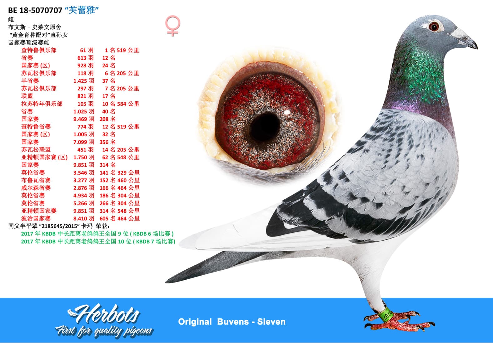 pigeon: “芙蕾雅”  雌