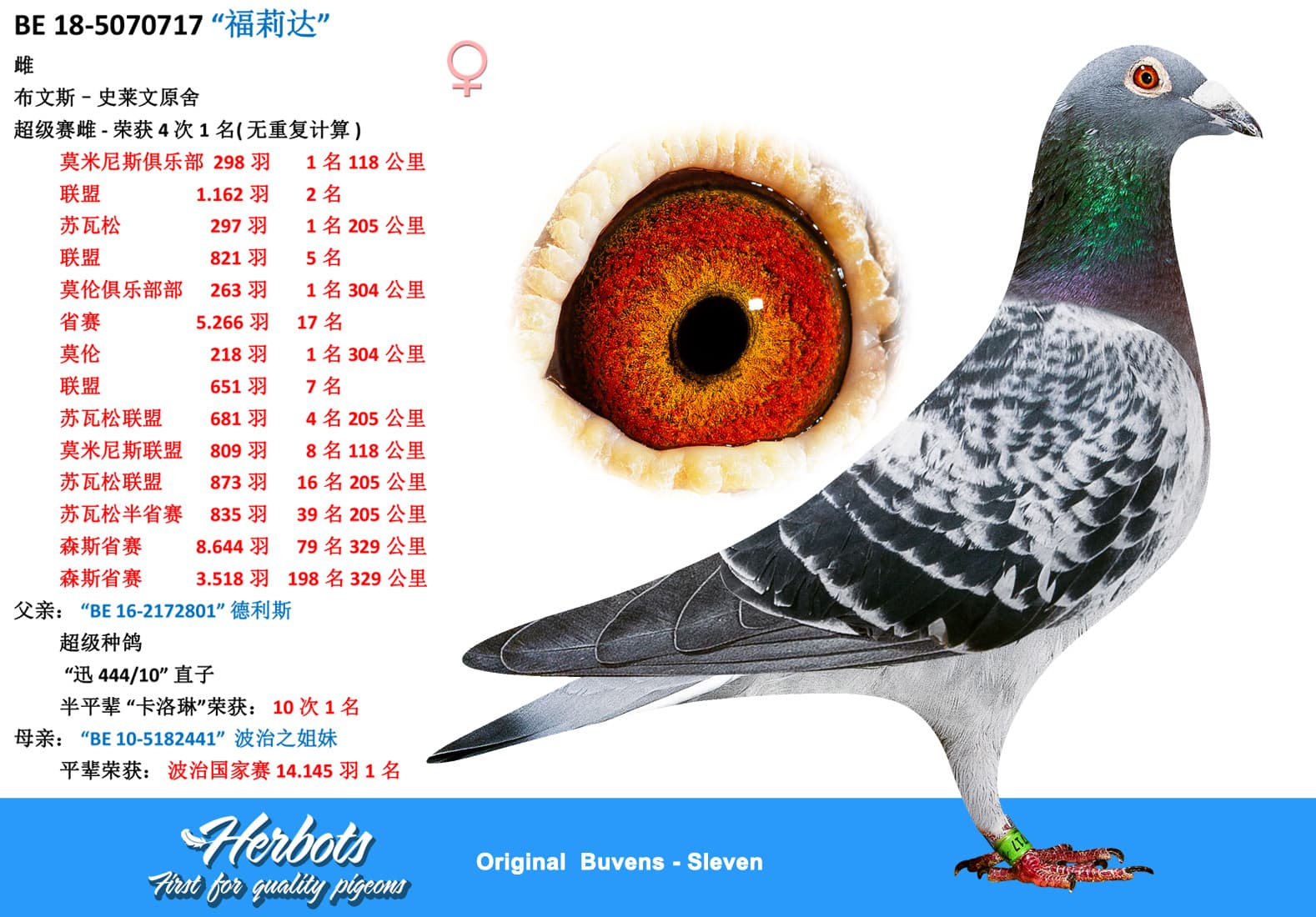 pigeon: “福莉达”