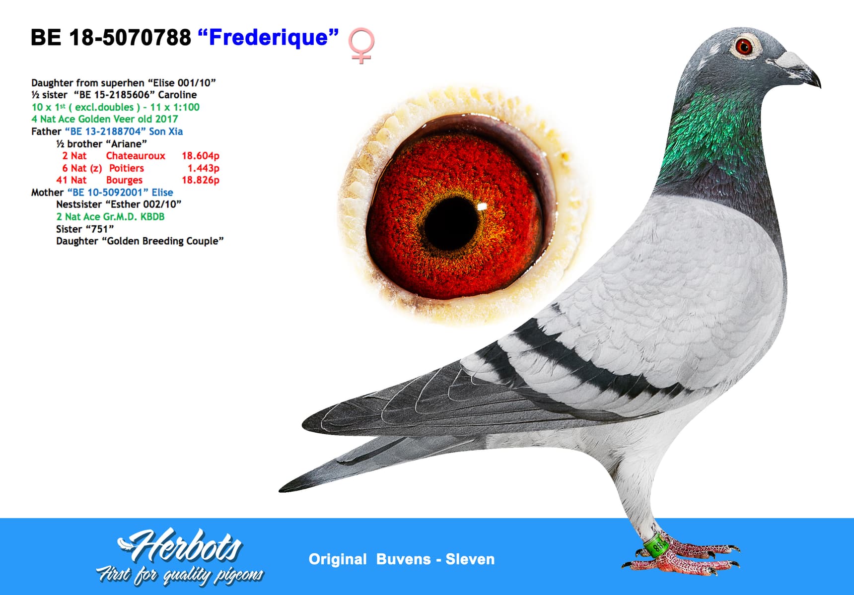 pigeon: undefined