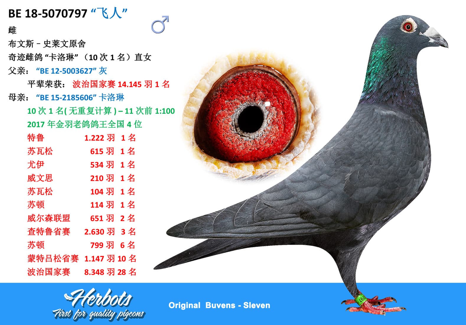 pigeon: “飞人”