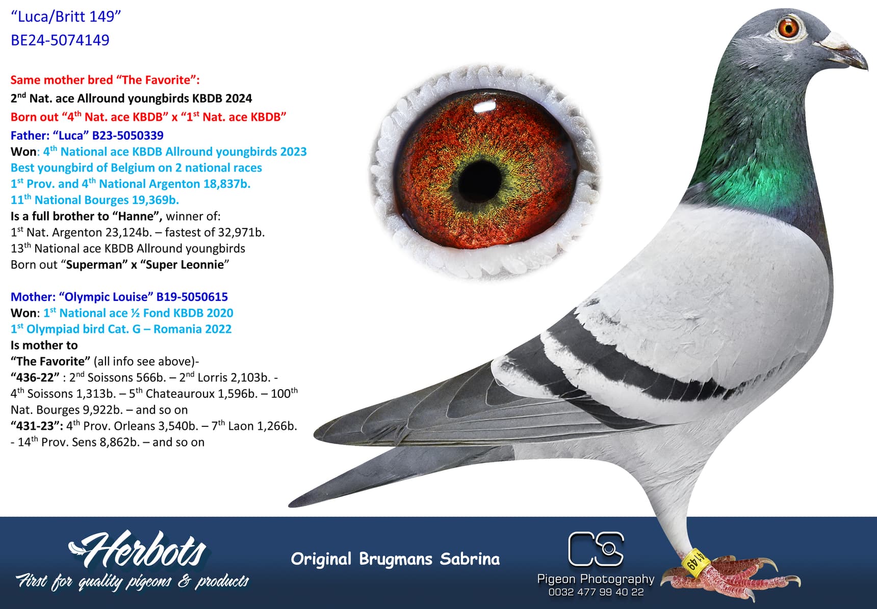 pigeon: undefined