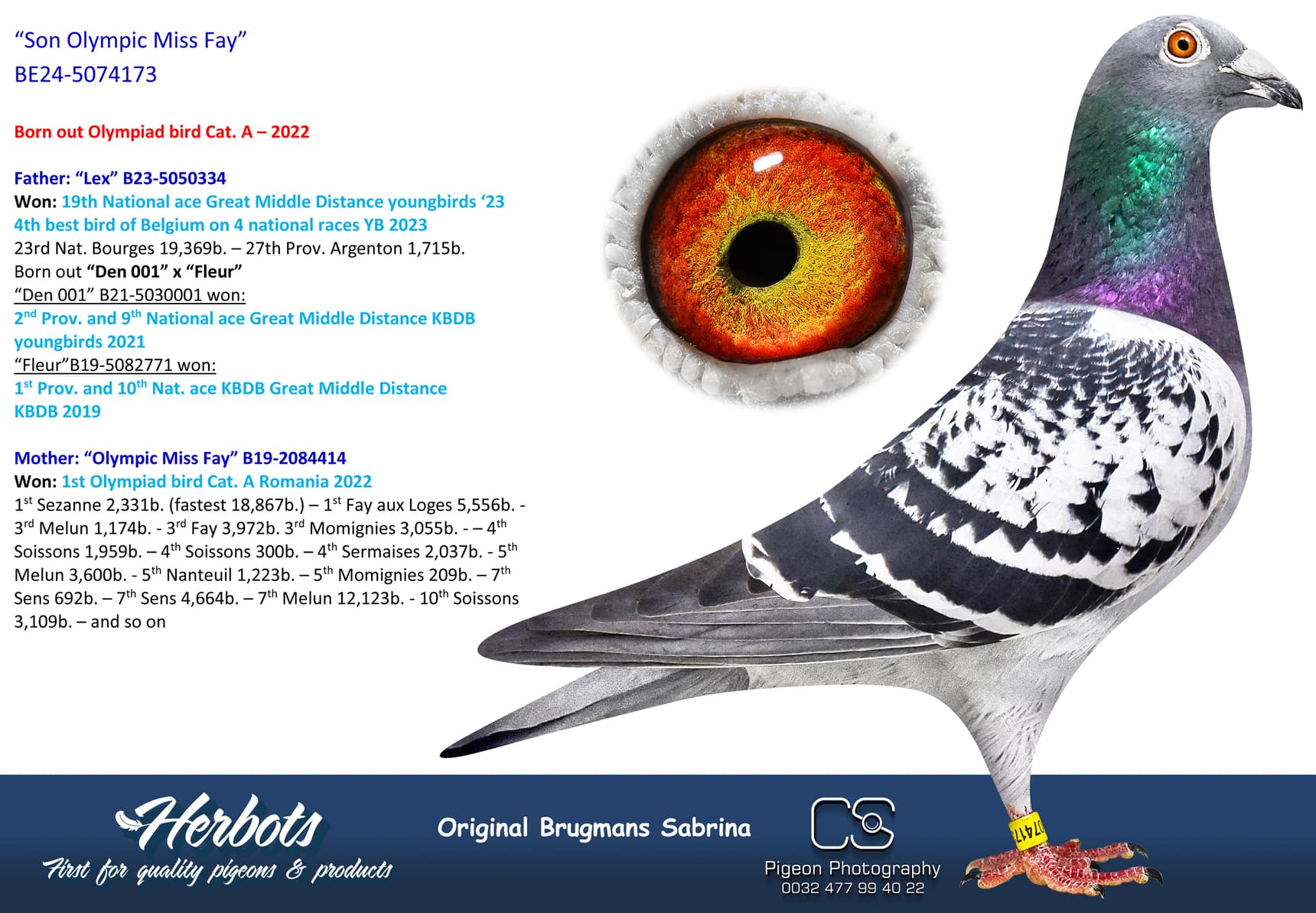 pigeon: undefined