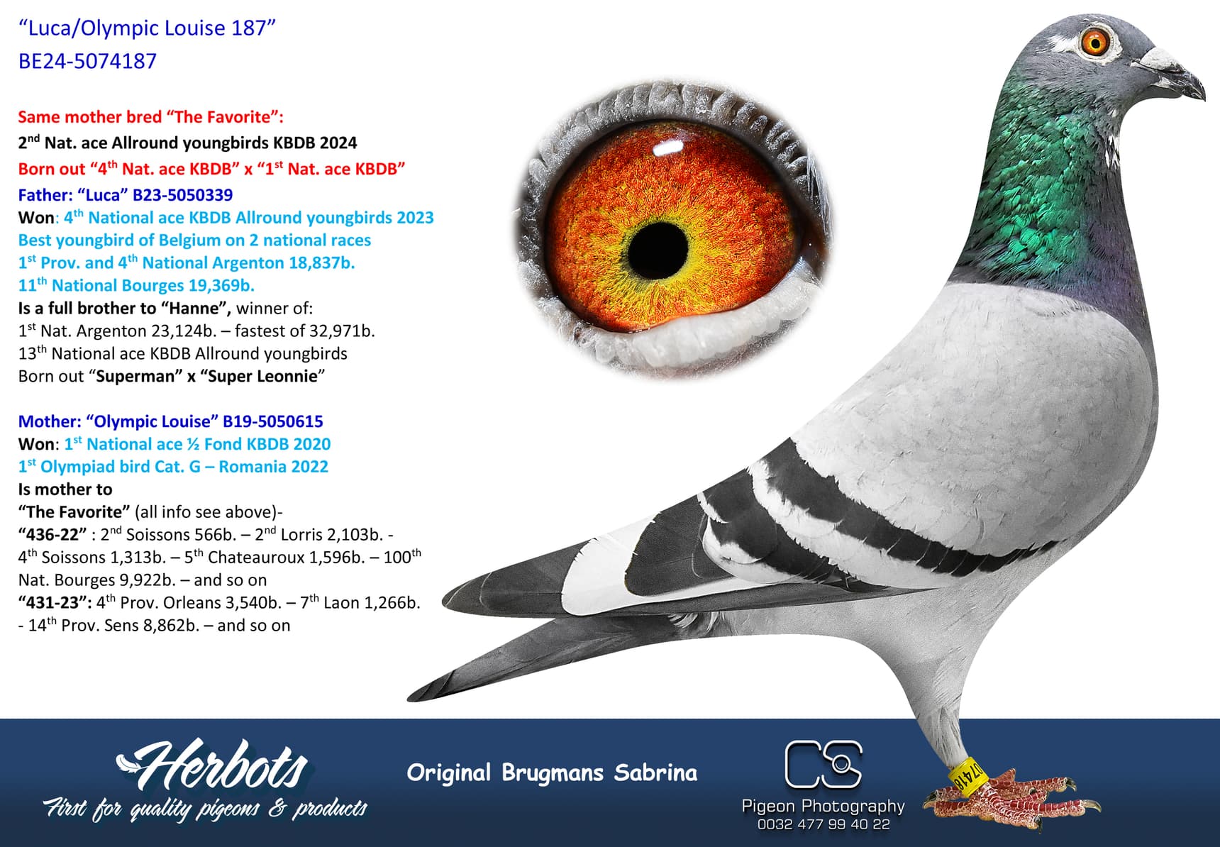 pigeon: undefined