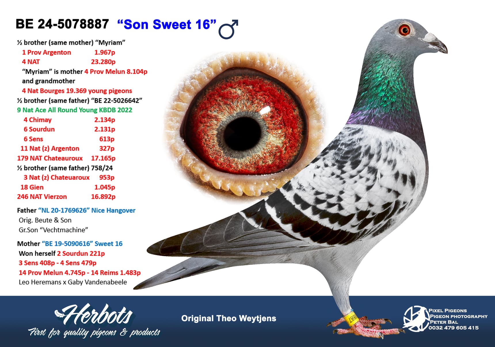 pigeon: undefined