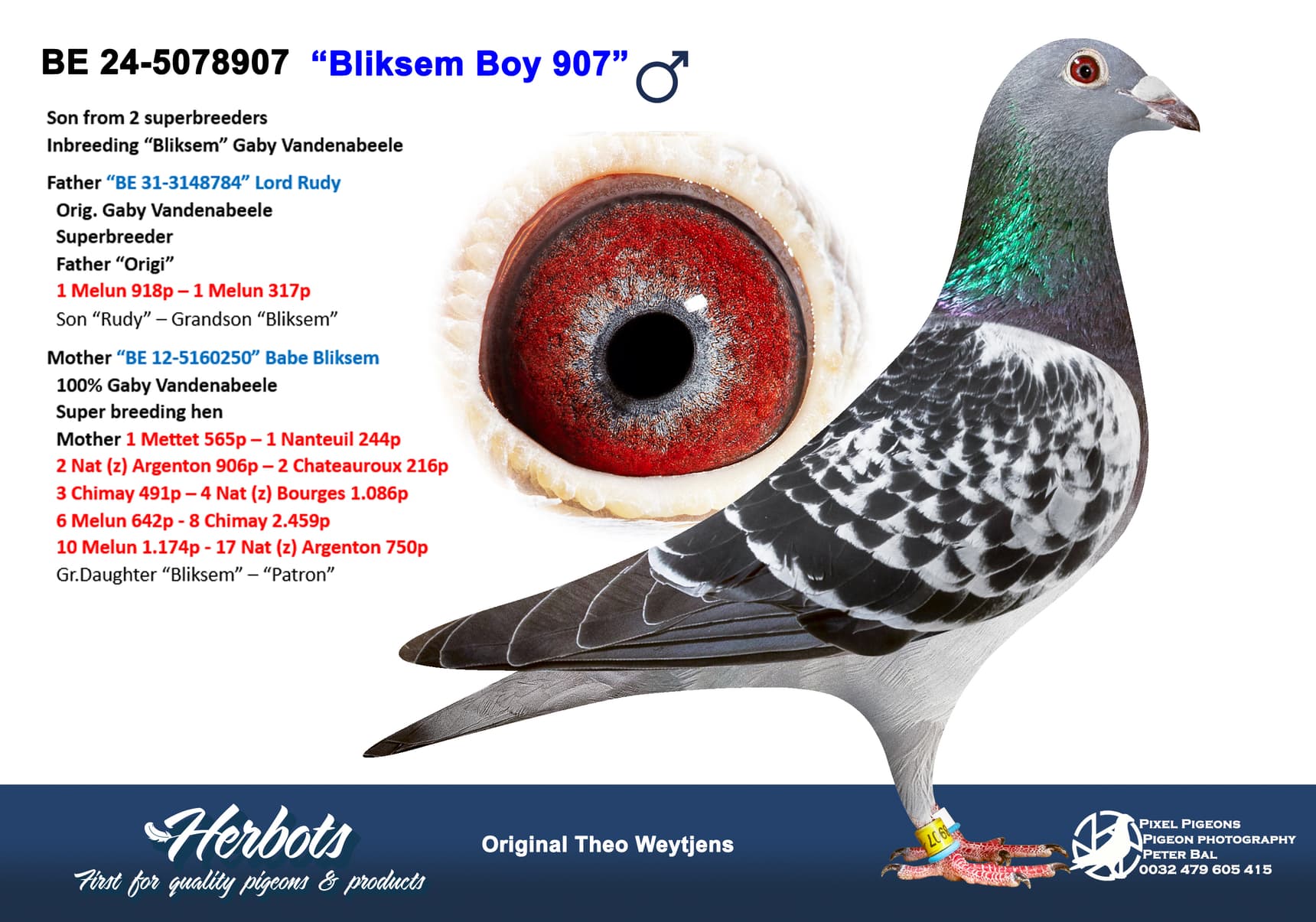 pigeon: undefined