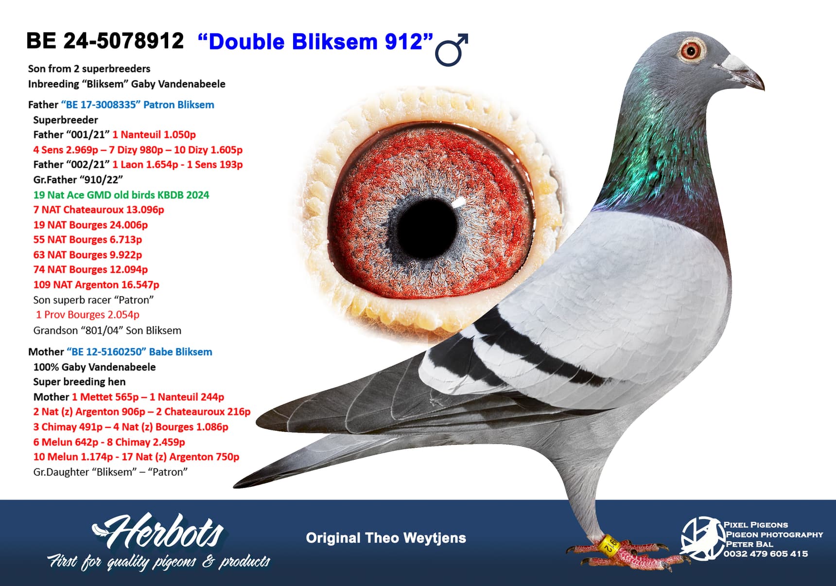 pigeon: undefined