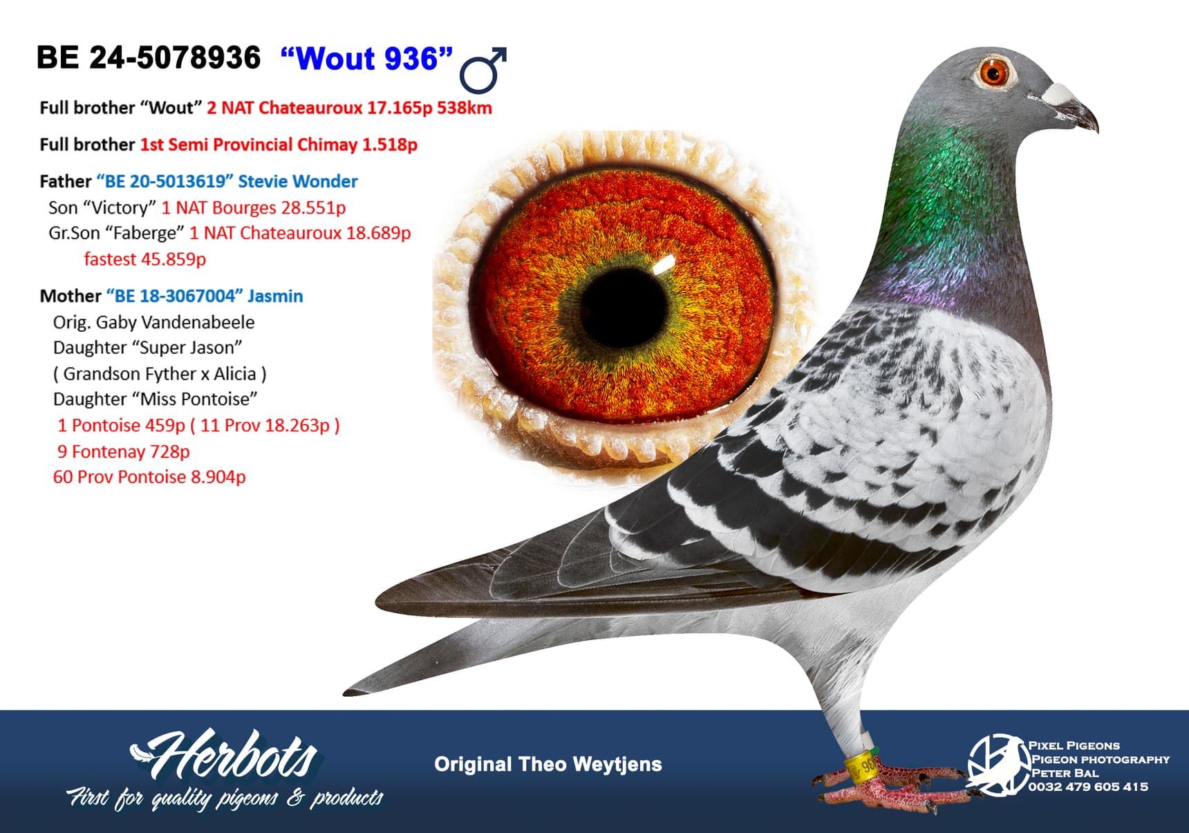 pigeon: undefined