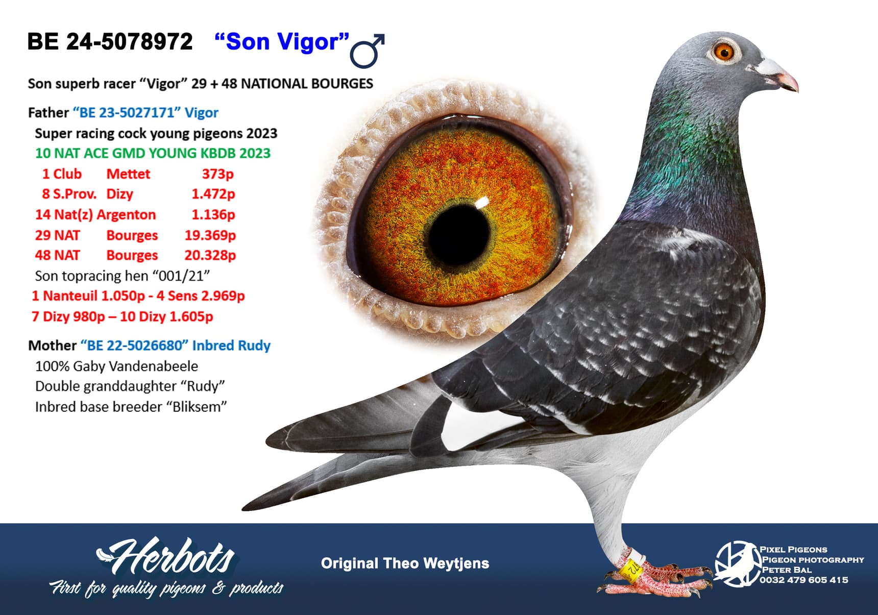 pigeon: undefined