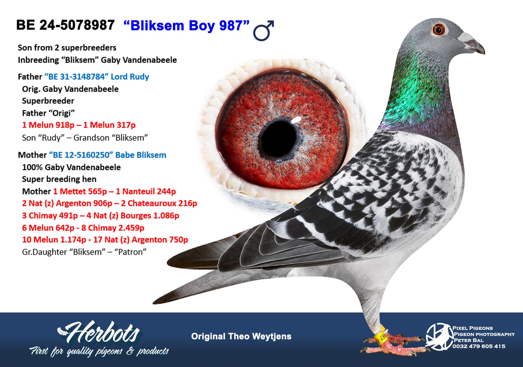 pigeon: undefined