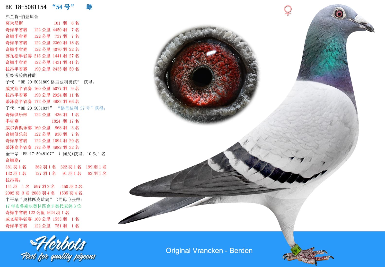 pigeon: undefined