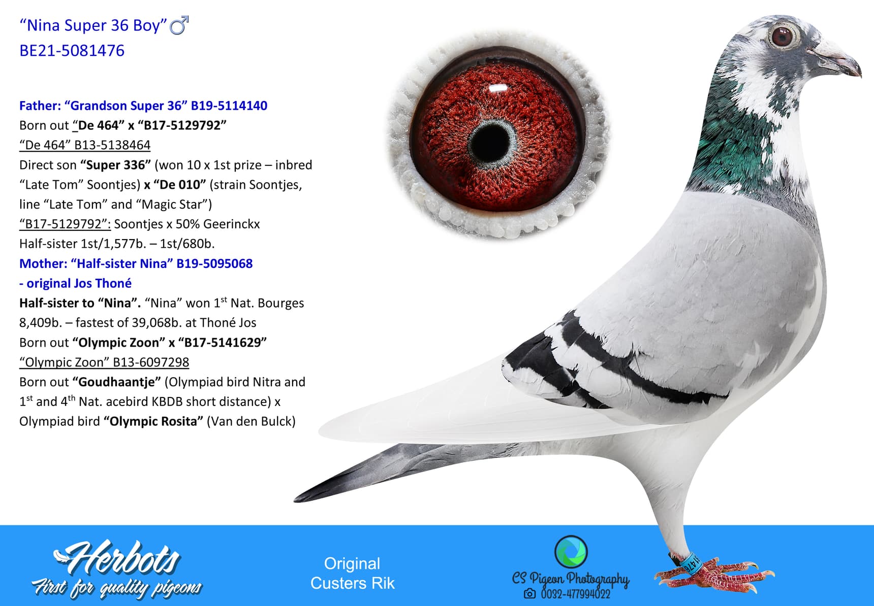 pigeon: undefined