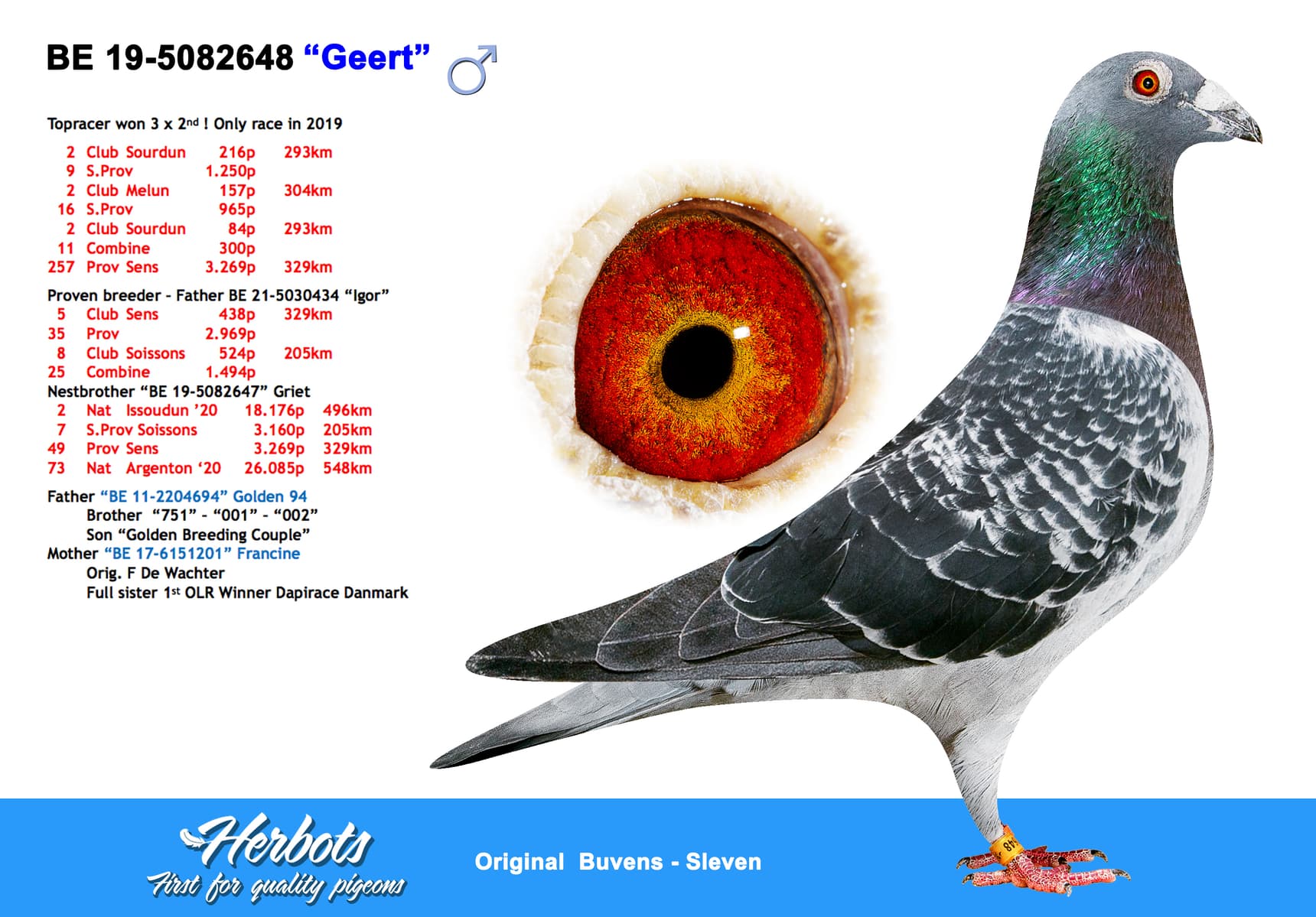 pigeon: undefined