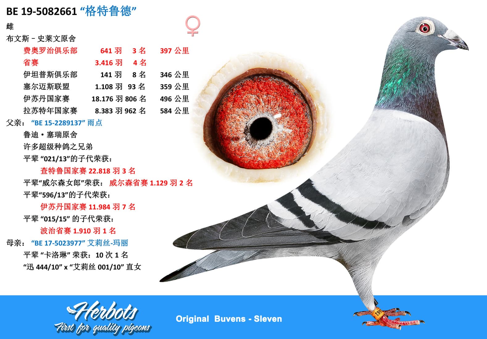 pigeon: undefined