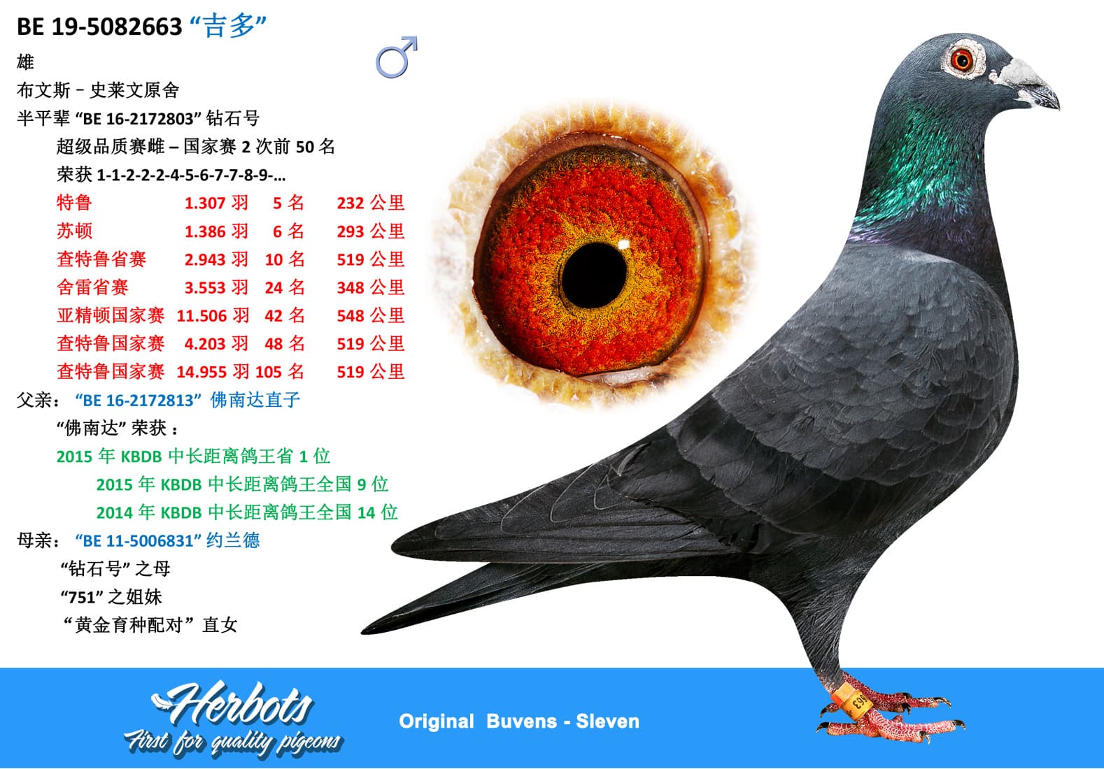pigeon: undefined