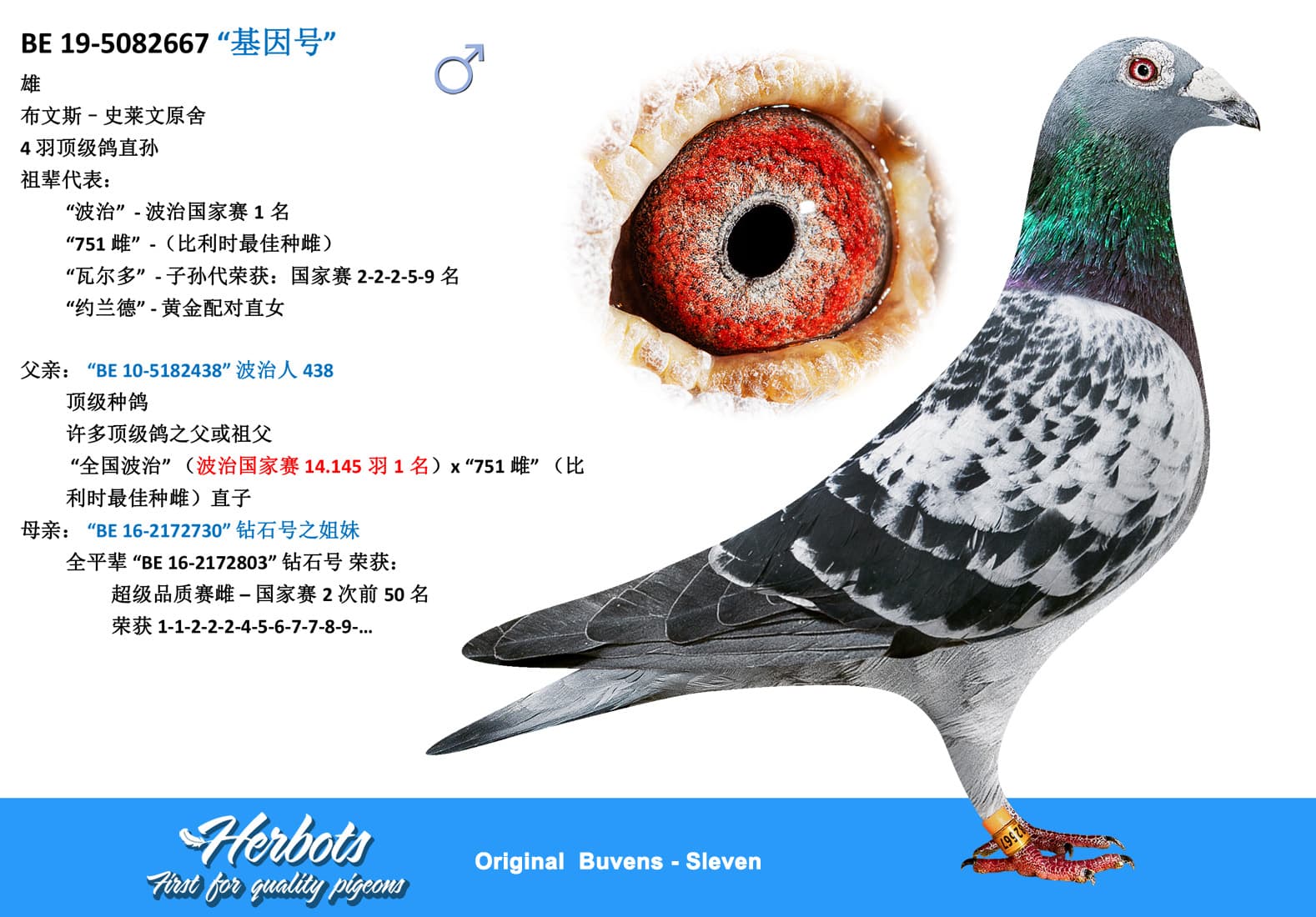 pigeon: undefined