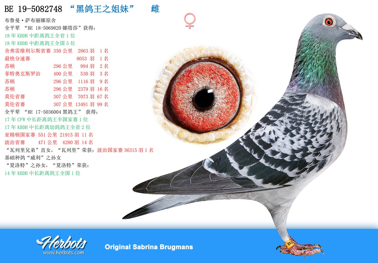pigeon: undefined