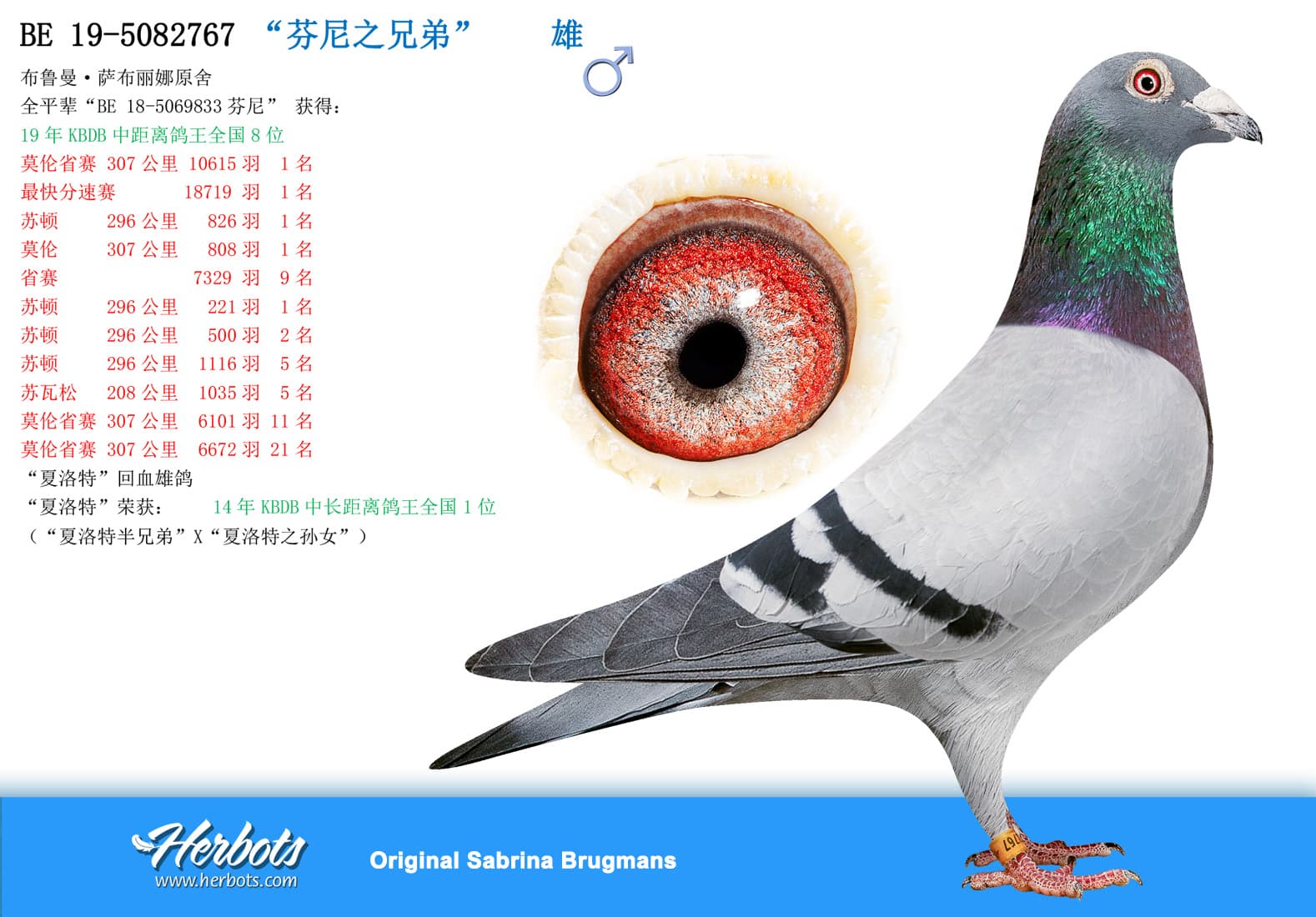 pigeon: undefined
