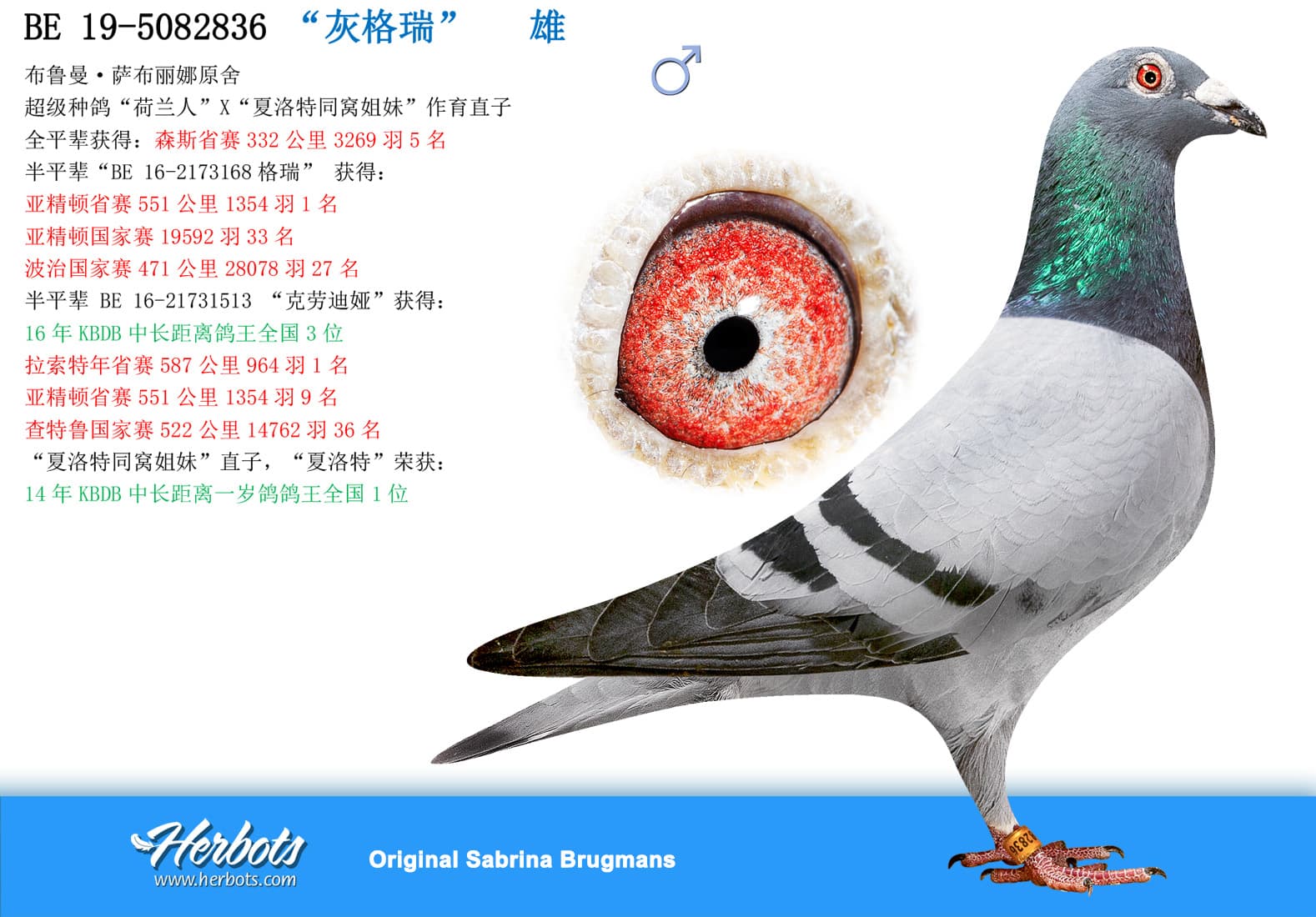 pigeon: undefined