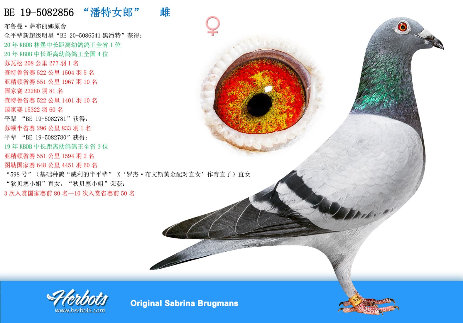 pigeon: undefined