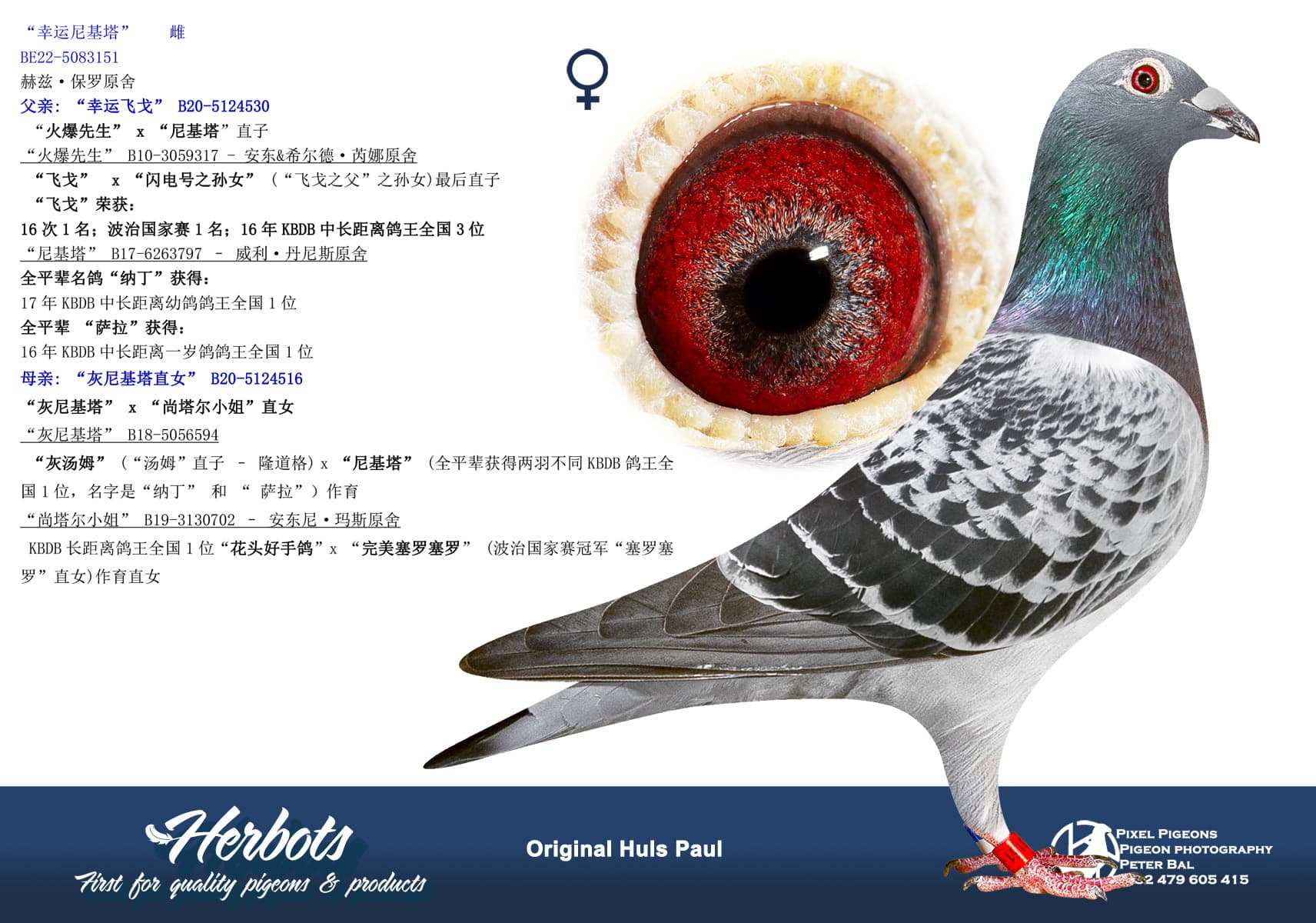 pigeon: undefined