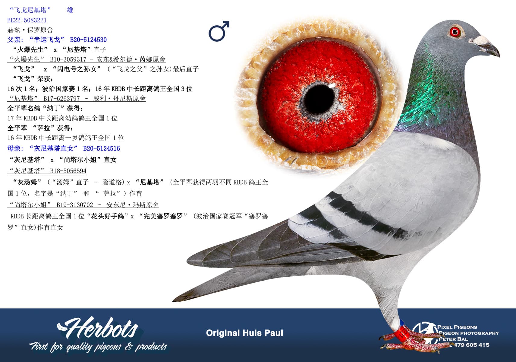 pigeon: undefined