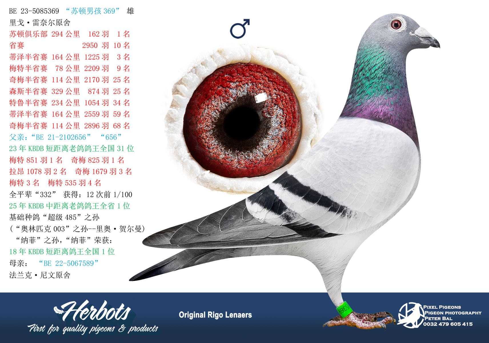 pigeon: undefined