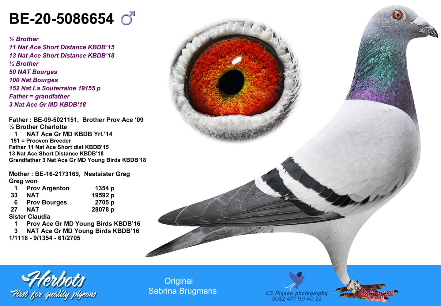 pigeon: undefined