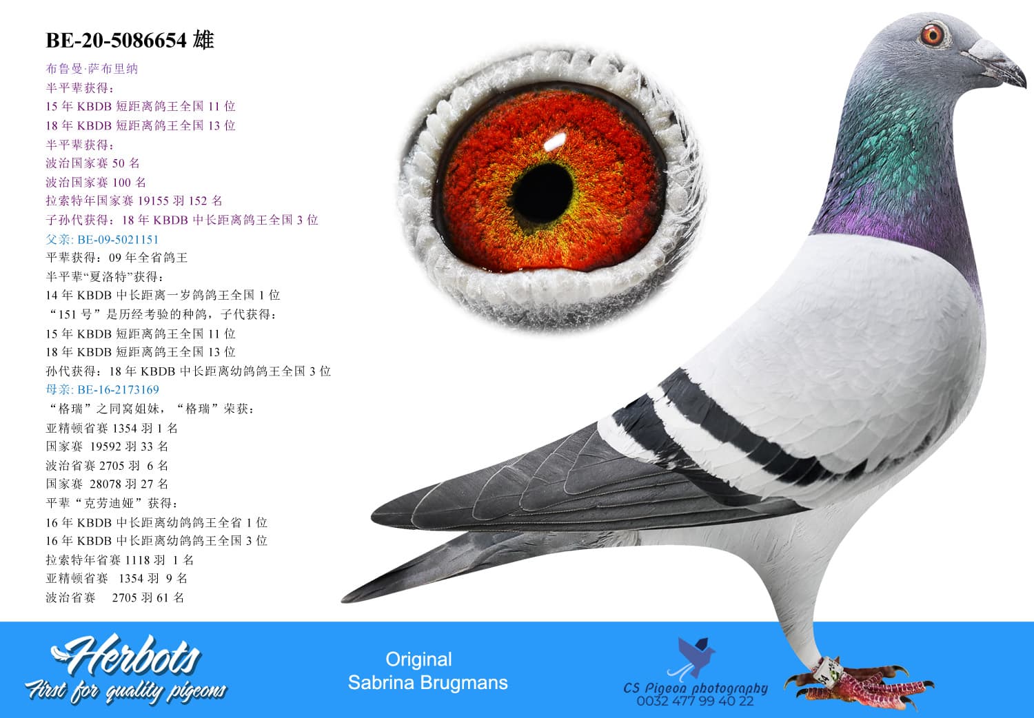 pigeon: undefined