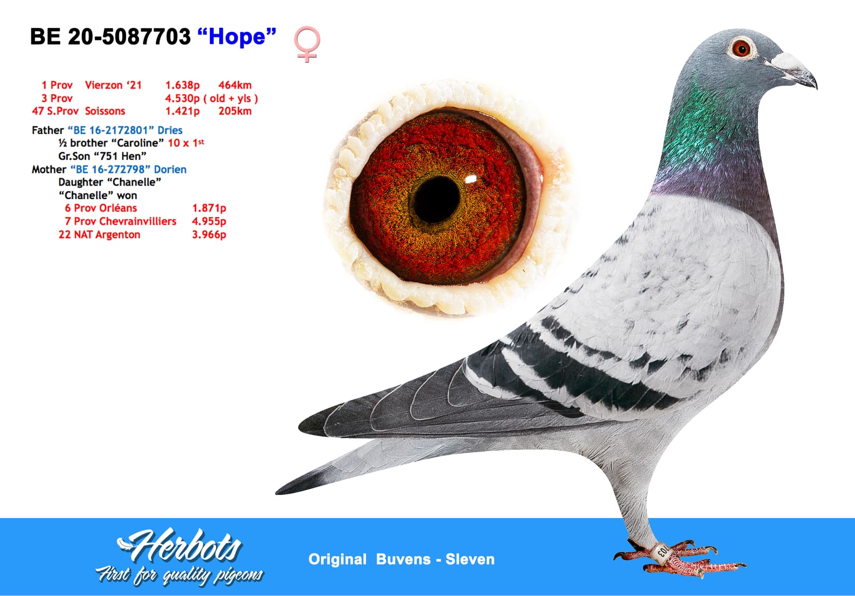 pigeon: undefined