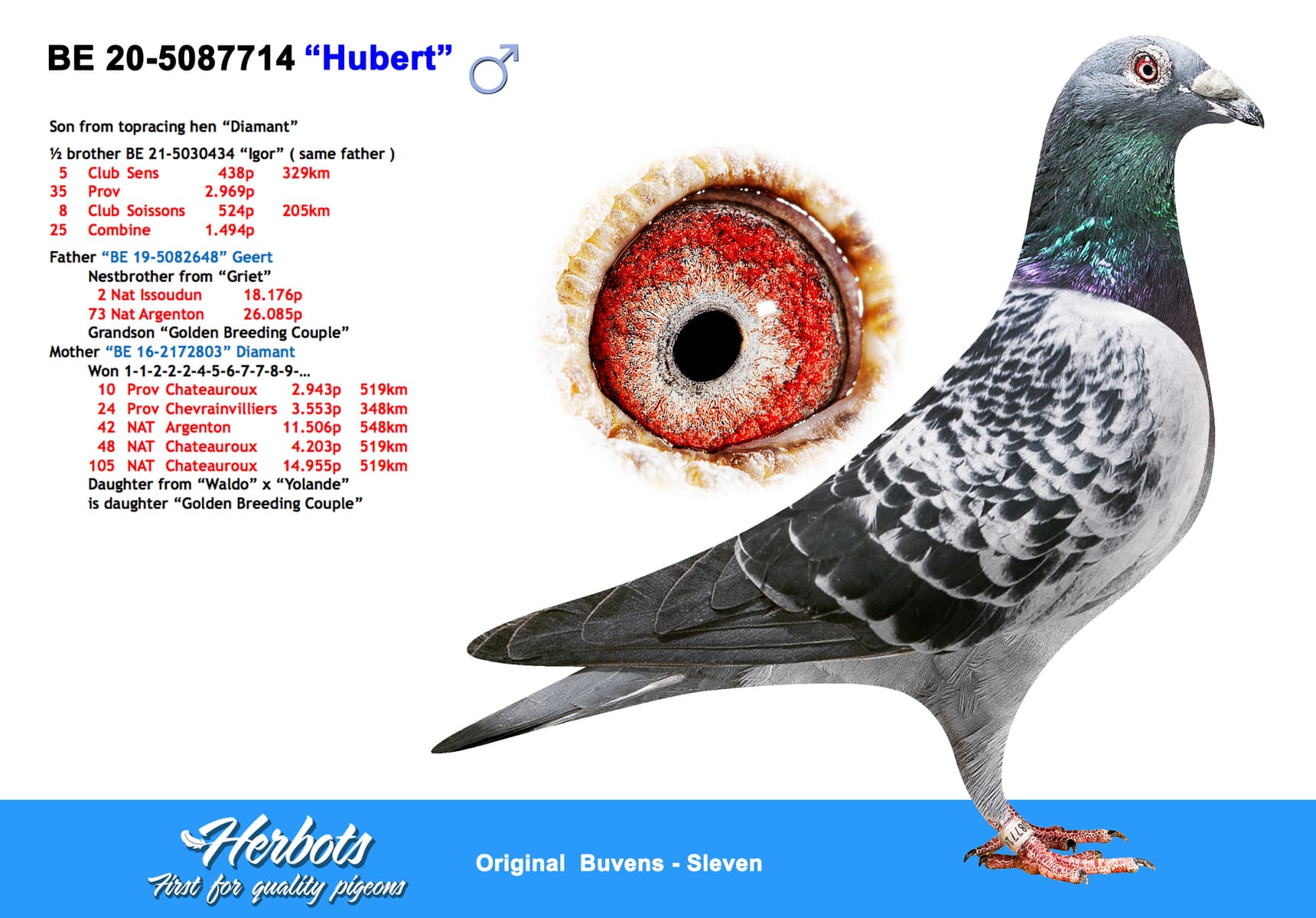 pigeon: undefined