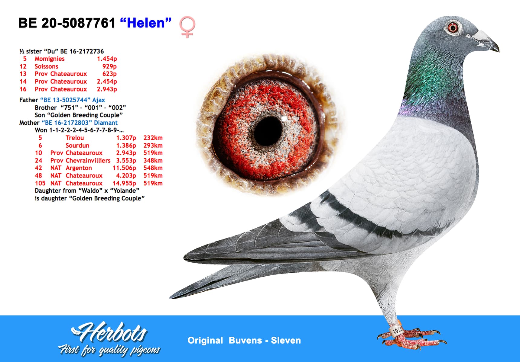 pigeon: undefined