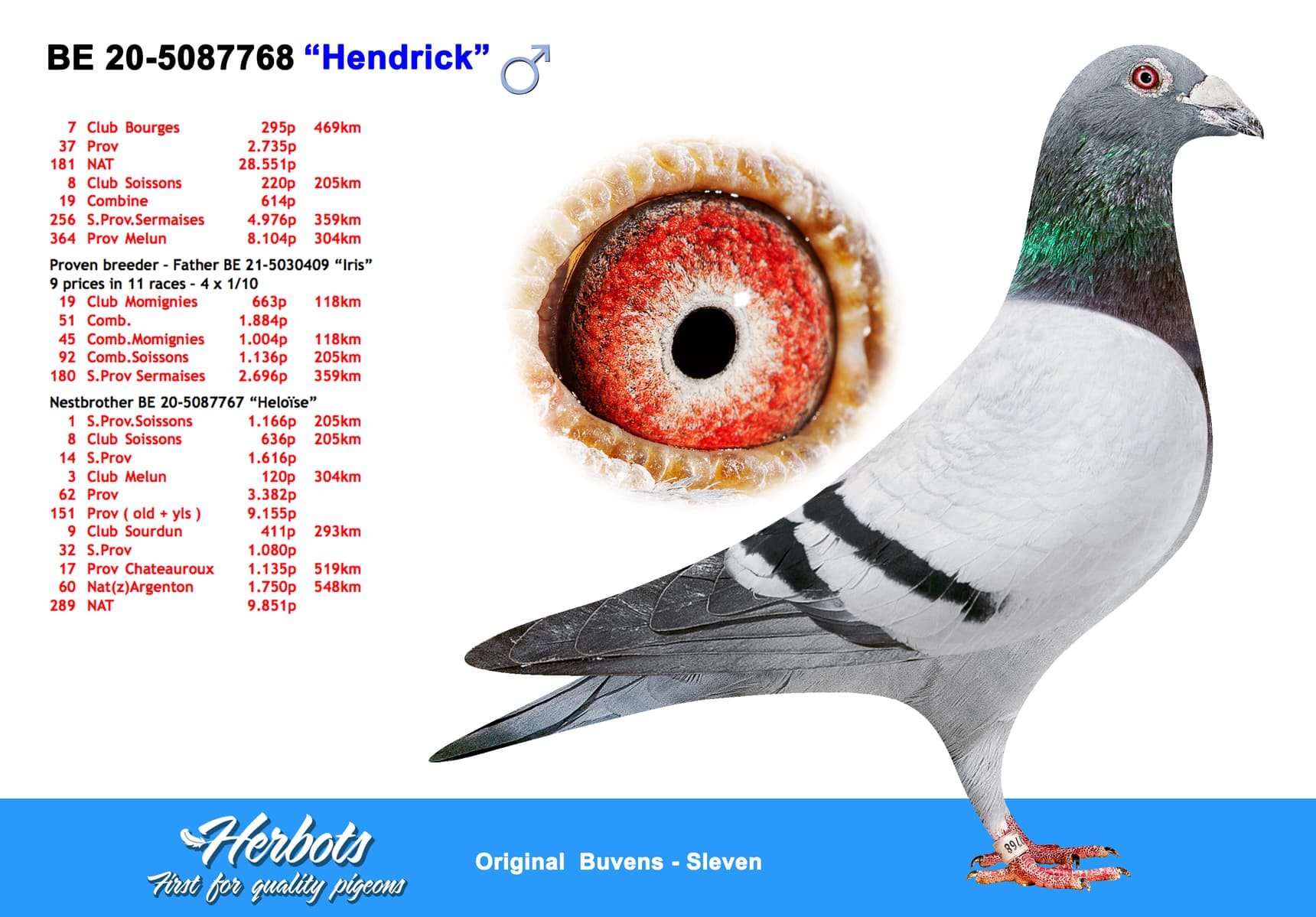 pigeon: undefined
