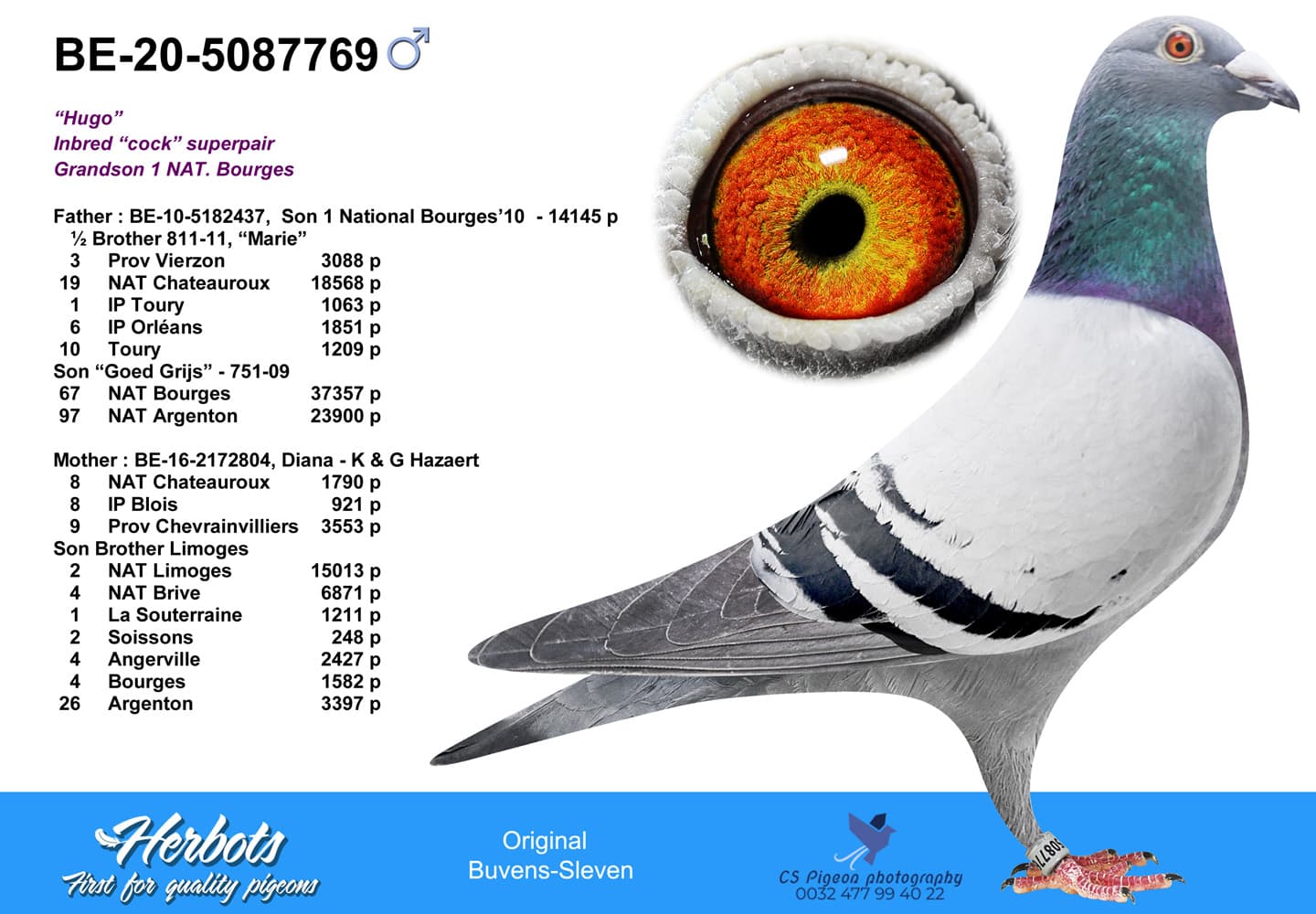 pigeon: undefined
