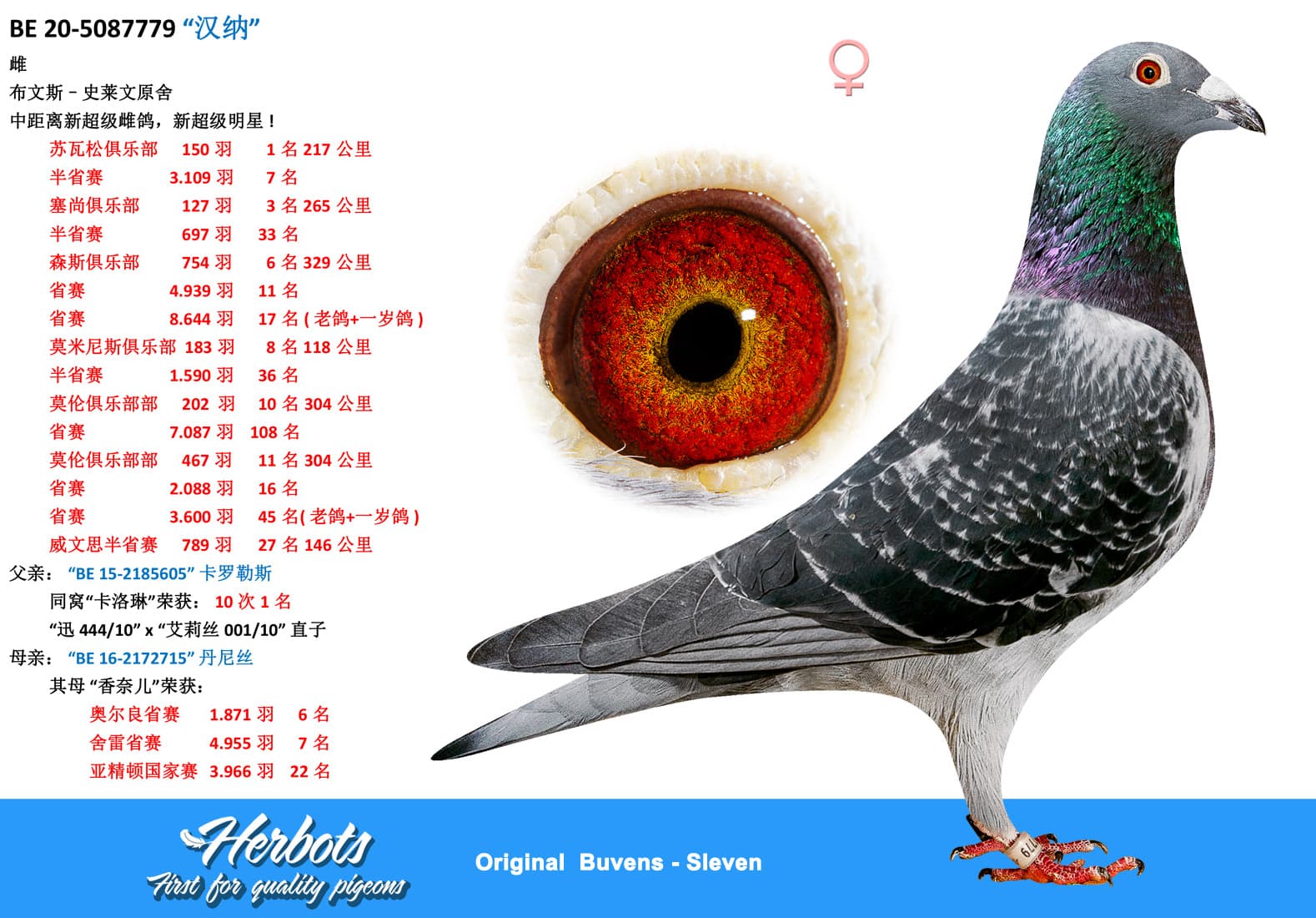 pigeon: undefined