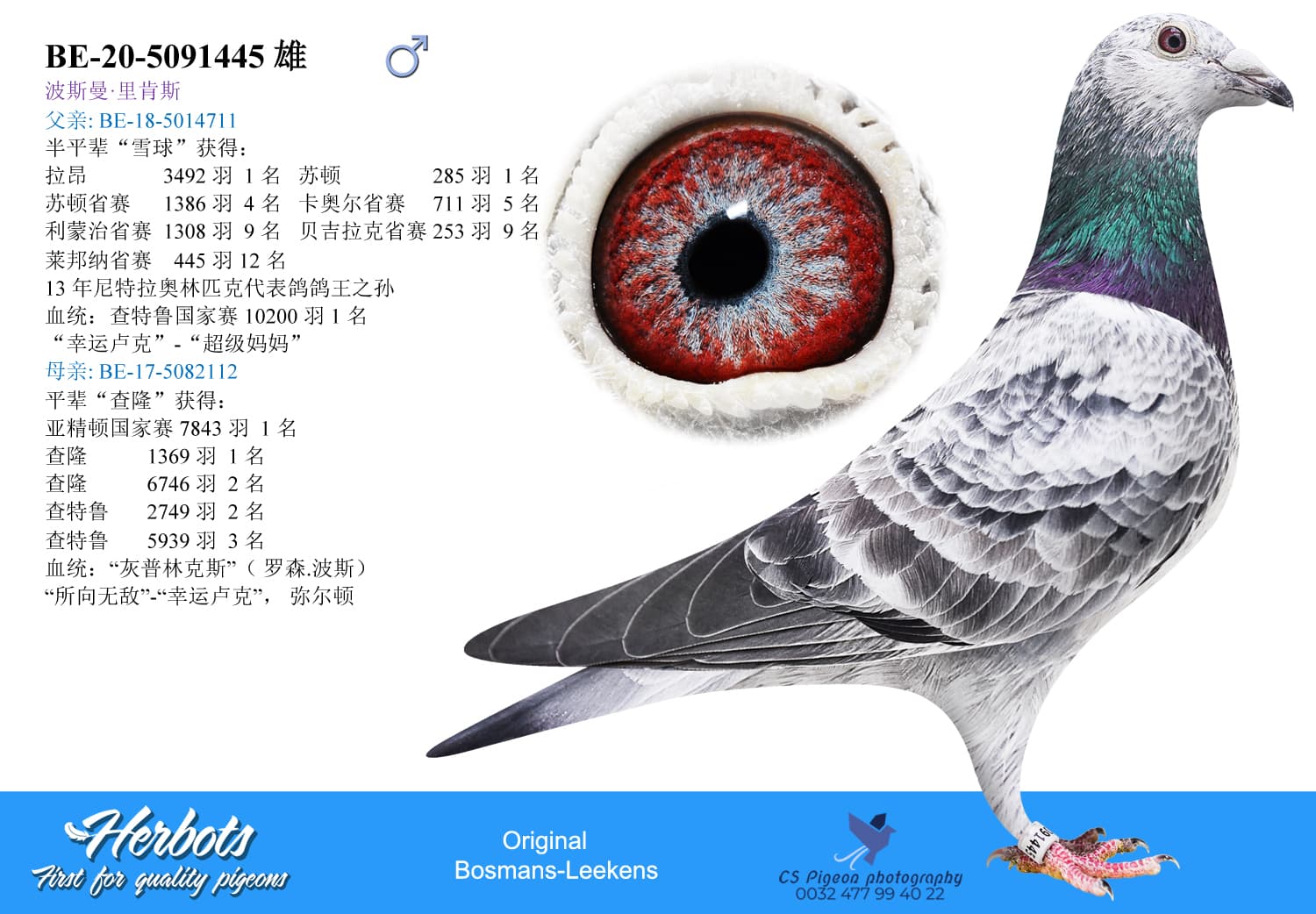 pigeon: undefined