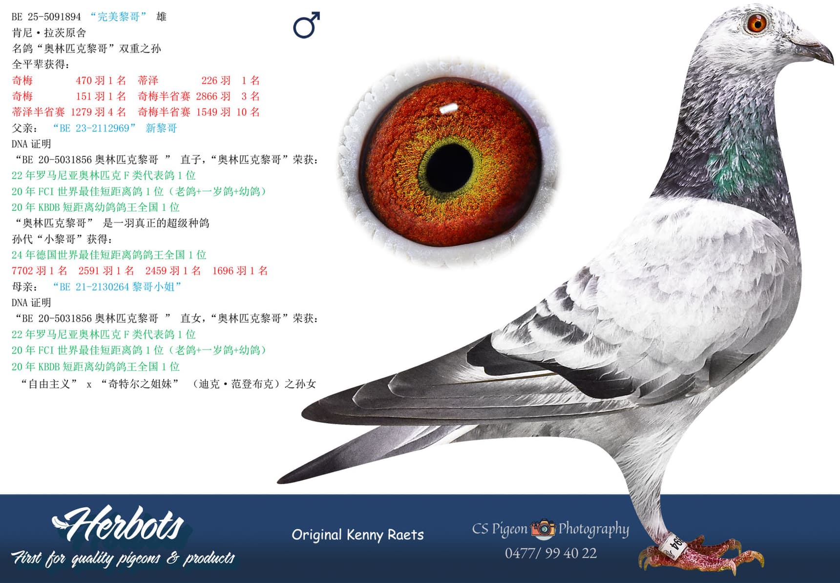 pigeon: undefined