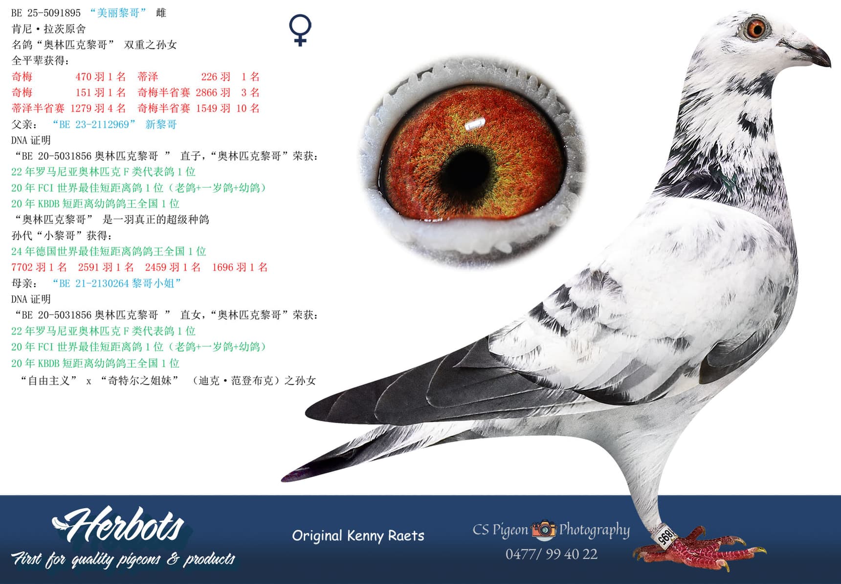 pigeon: undefined