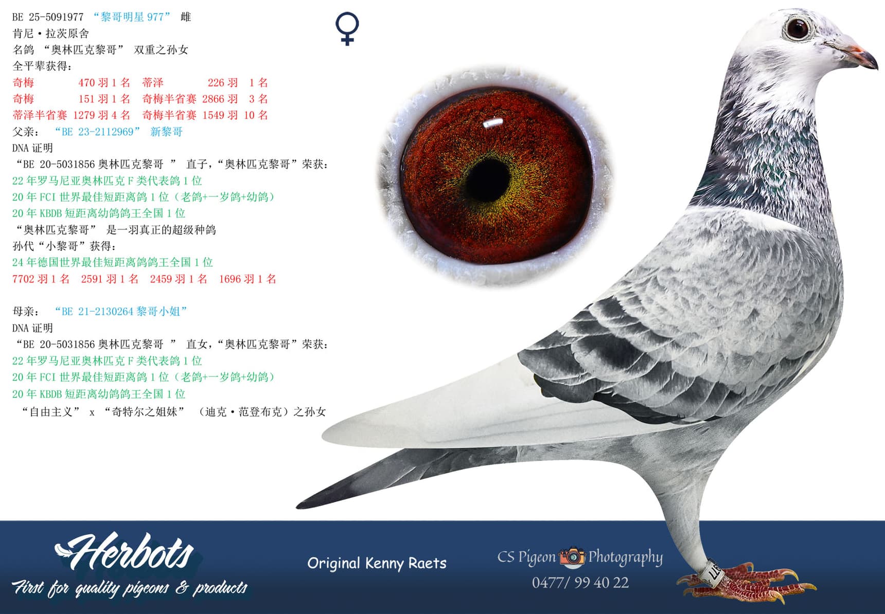 pigeon: undefined
