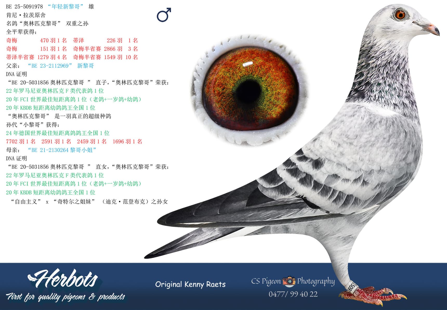 pigeon: undefined