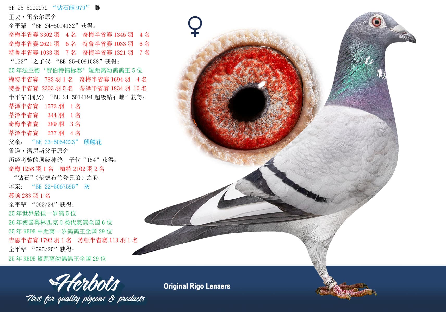 pigeon: undefined