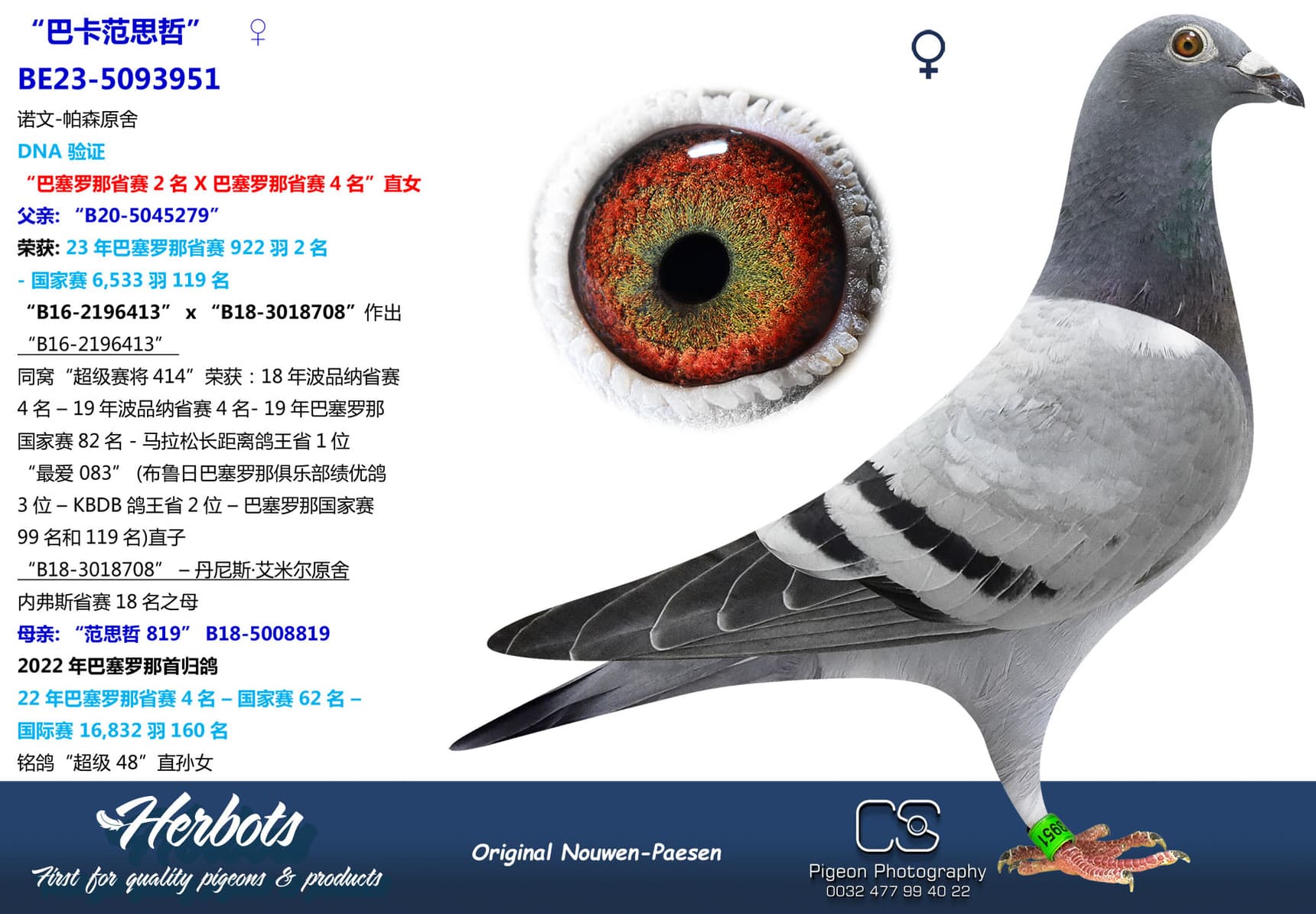 pigeon: undefined