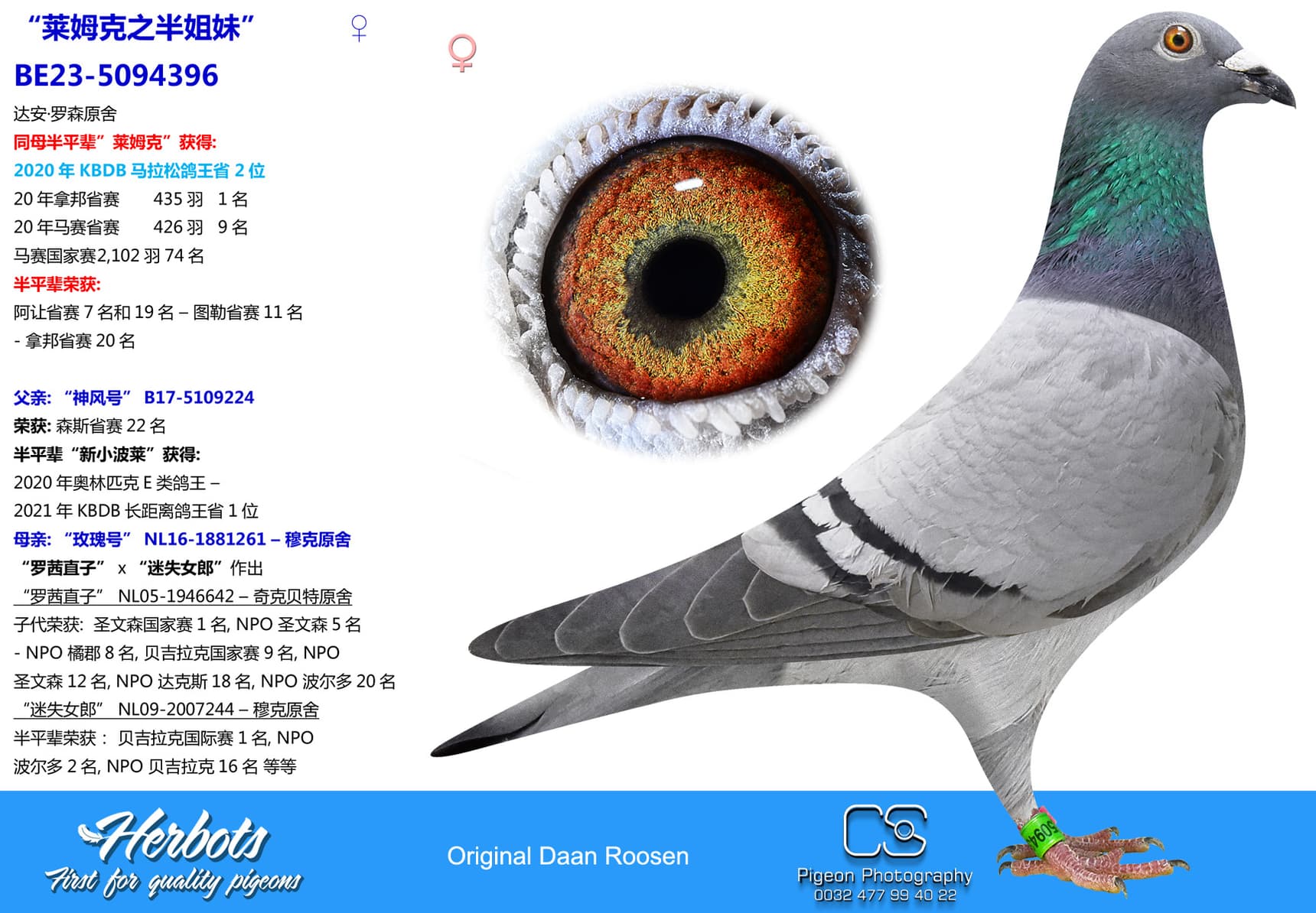 pigeon: undefined