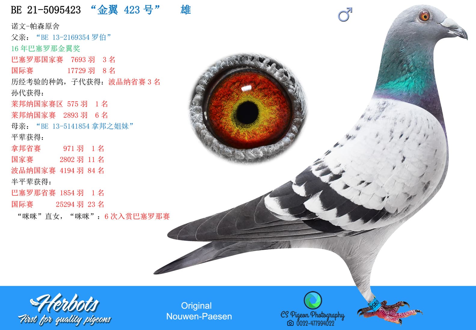 pigeon: “金翼 423号”