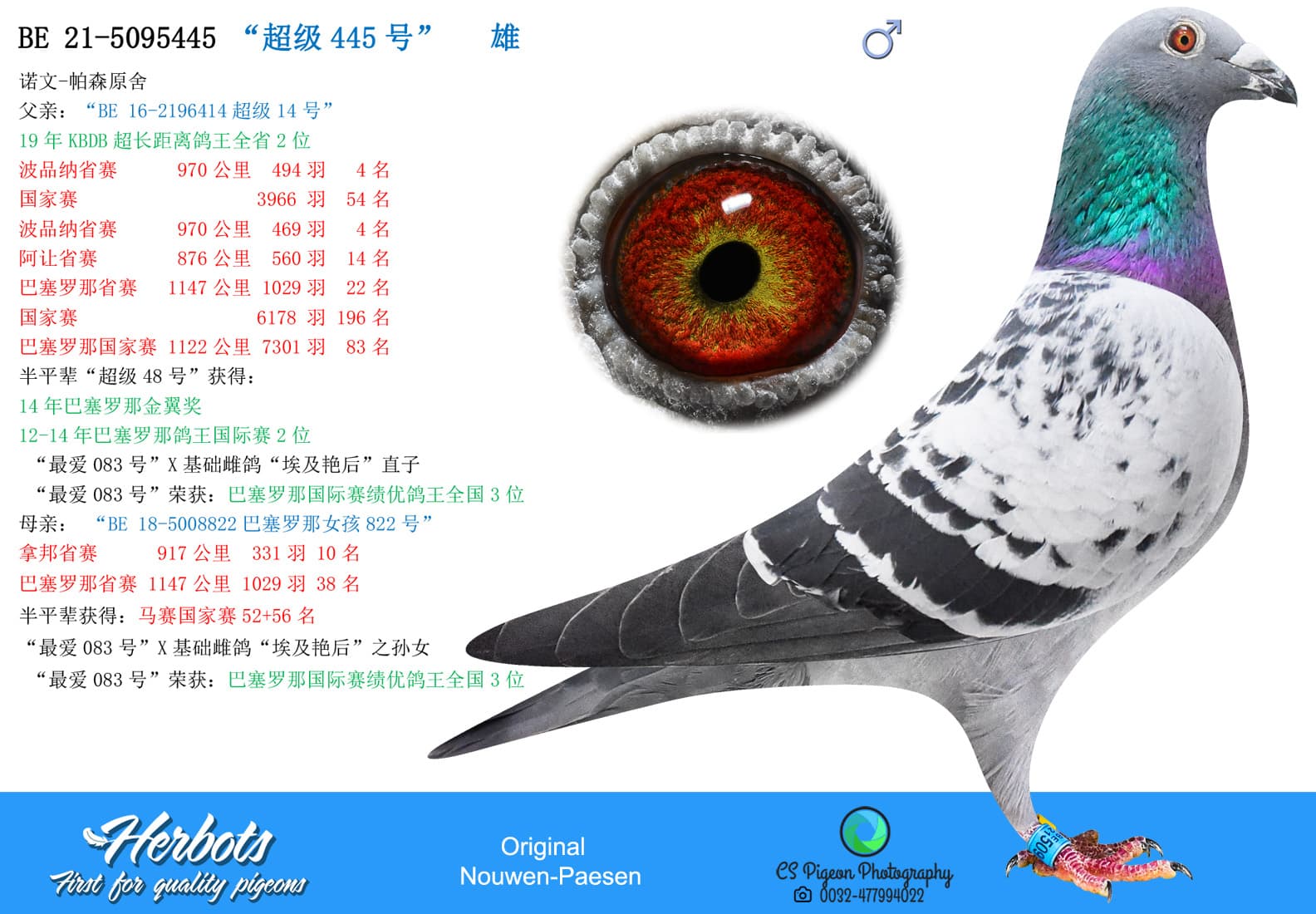 pigeon: “超级445号”