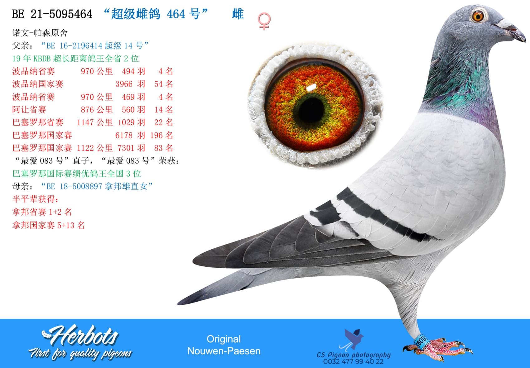 pigeon: undefined