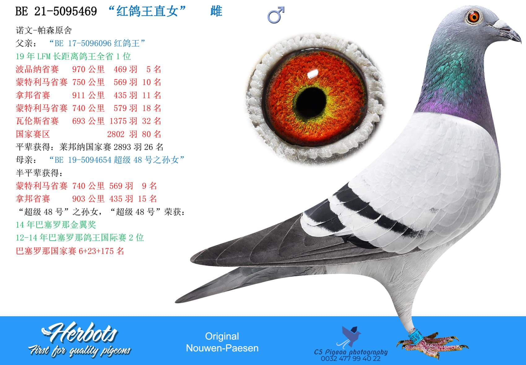 pigeon: undefined