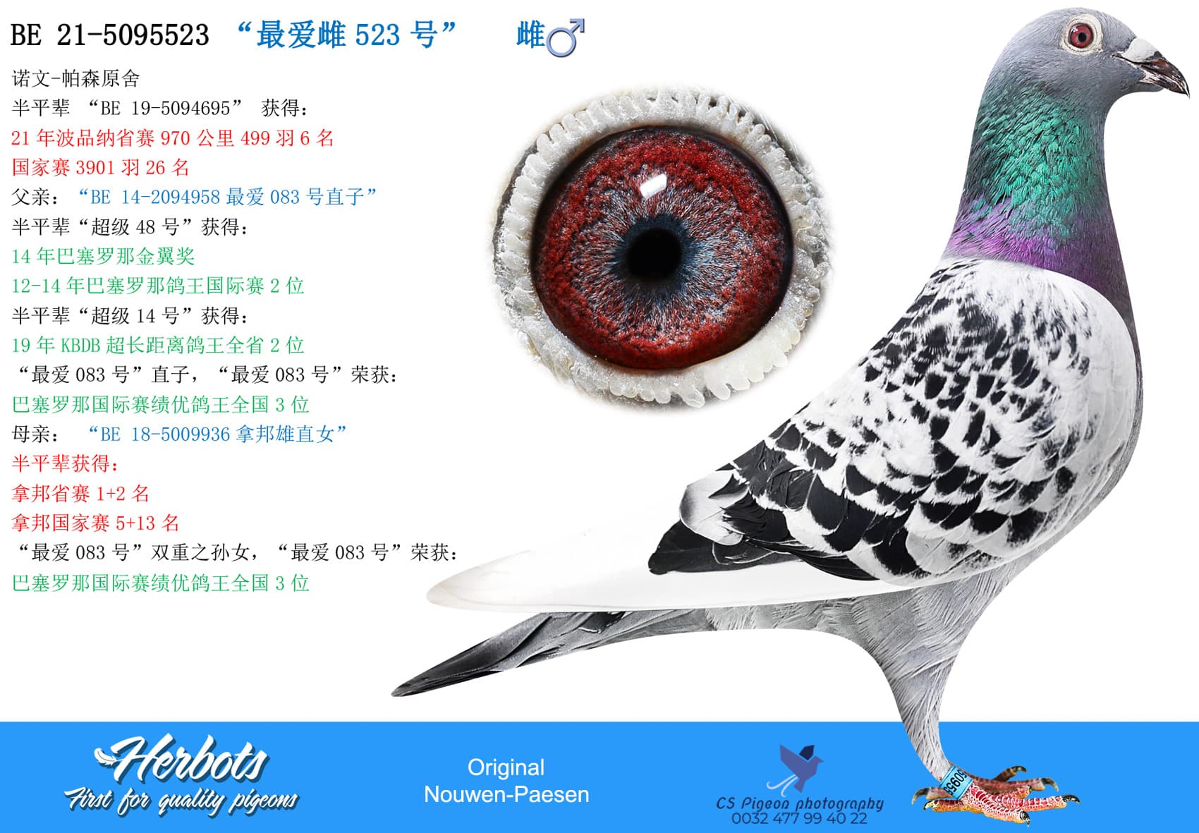 pigeon: undefined